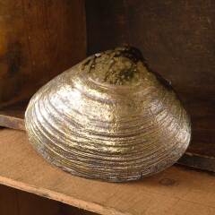 #53319 - Brass&nbsp;Clam&nbsp;Shell&nbsp;Door&nbsp;Knocker&nbsp;Hardware&nbsp;image