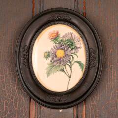 #53394 - Antique&nbsp;Botanical&nbsp;Print&nbsp;in&nbsp;Oval&nbsp;Frame&nbsp;image