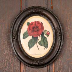 #53395 - Antique&nbsp;Botanical&nbsp;Print&nbsp;in&nbsp;Oval&nbsp;Frame&nbsp;image