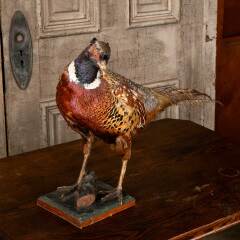 #53808 - Antique&nbsp;Ring&nbsp;Necked&nbsp;Pheasant&nbsp;Taxidermy&nbsp;image