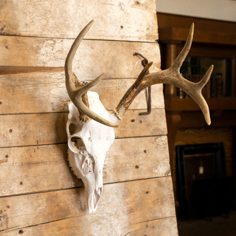 #39781 Deer Skull Mounted on Primitive Wood Door image 3
