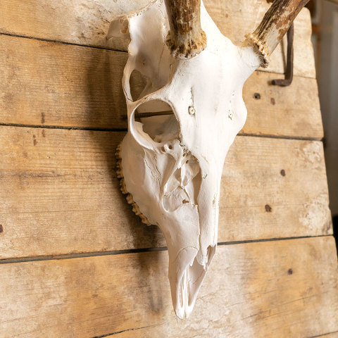 #39781 Deer Skull Mounted on Primitive Wood Door image 5