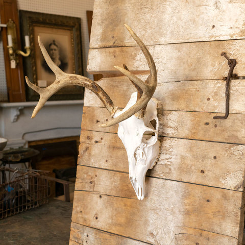 #39781 Deer Skull Mounted on Primitive Wood Door image 6