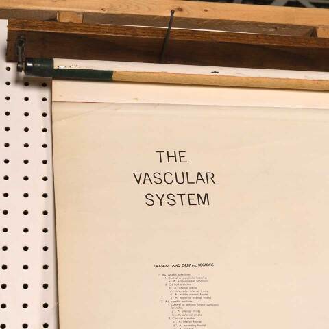 #53276 Vintage Human Vascular System Medical Map image 2