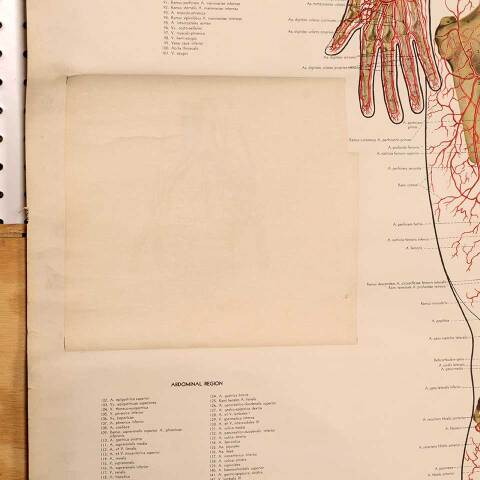 #53276 Vintage Human Vascular System Medical Map image 3