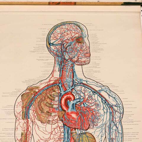 #53276 Vintage Human Vascular System Medical Map image 5