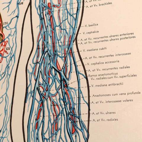 #53276 Vintage Human Vascular System Medical Map image 6