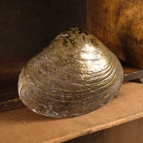 #53319 Brass Clam Shell Door Knocker Hardware image 3