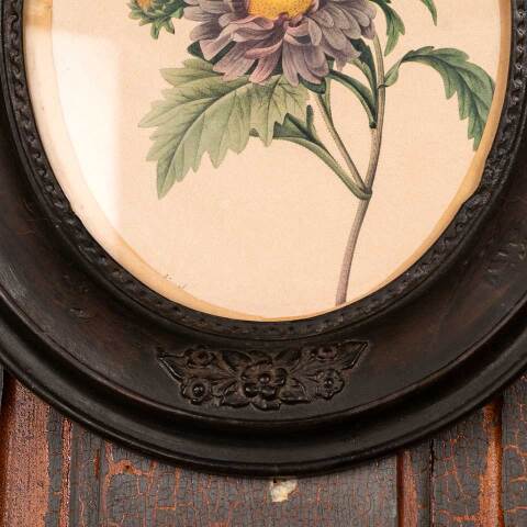#53394 Antique Botanical Print in Oval Frame image 3