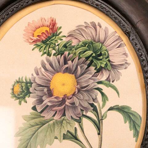 #53394 Antique Botanical Print in Oval Frame image 5