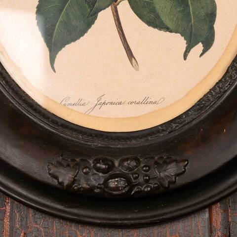 #53395 Antique Botanical Print in Oval Frame image 2