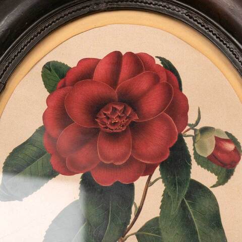 #53395 Antique Botanical Print in Oval Frame image 3