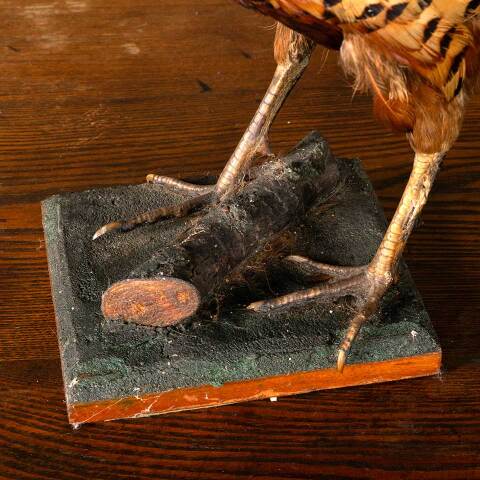 #53808 Antique Ring Necked Pheasant Taxidermy image 2