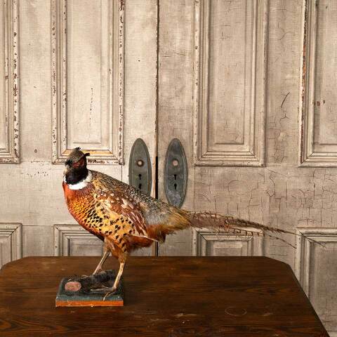 #53808 Antique Ring Necked Pheasant Taxidermy image 3