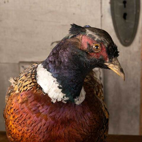 #53808 Antique Ring Necked Pheasant Taxidermy image 4