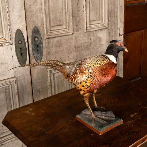 #53808 Antique Ring Necked Pheasant Taxidermy image 5