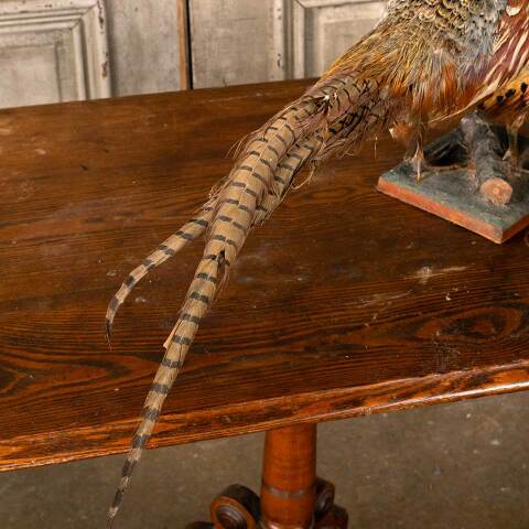 #53808 Antique Ring Necked Pheasant Taxidermy image 6