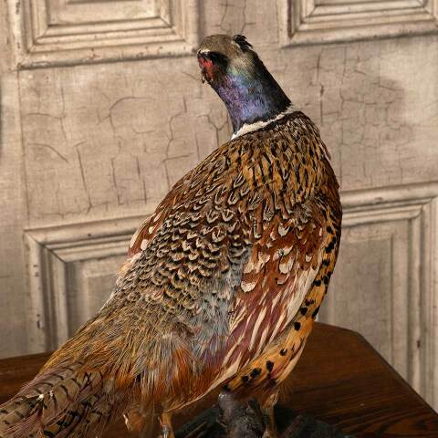 #53808 Antique Ring Necked Pheasant Taxidermy image 8