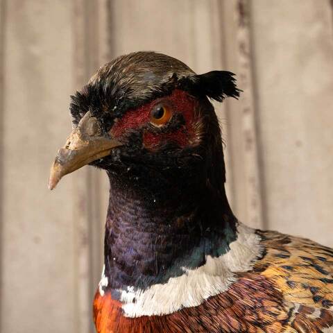 #53808 Antique Ring Necked Pheasant Taxidermy image 7